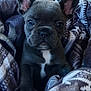 puppy, dog, french_bulldog, blanket, patterned_blanket, car_interior, seat, cozy, cute, pet, animal, fur, ears, eyes, snout, portrait, indoor, sitting, young, companion