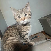 Kiry is registered to the contest to win money with this photo: kitten, cat, tabby, feline, pet, indoor, animal, fur, whiskers, ears, eyes, sitting, soft_surface, blurred, cozy, home, furniture, pet_bed, curious, young