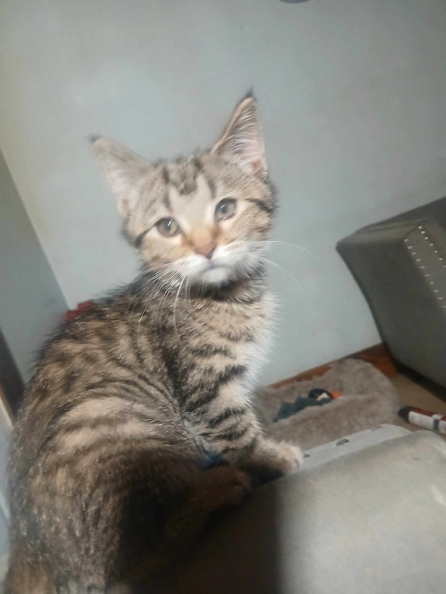 Kiry is registered to the contest to win money with this photo: kitten, cat, tabby, feline, pet, indoor, animal, fur, whiskers, ears, eyes, sitting, soft_surface, blurred, cozy, home, furniture, pet_bed, curious, young