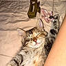 Guayaba is registered to the contest to win money with this photo: beige_bedspread, cat, closeup, cozy, cute, domestic_cat, feline, fur, hair_clip, indoor, kitten, paw, pet, pink_scrunchie, quilted_bedspread, relaxation, resting, sleeping, tabby, whiskers