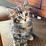 Guayaba joined the competition — help win amazing prizes! kitten, cat, fluffy, cute, pet, indoor, chair, wood, patterned, fur, whiskers, eyes, small, domestic_animal, young, curious, sitting, feline, tabby, head_tilt
