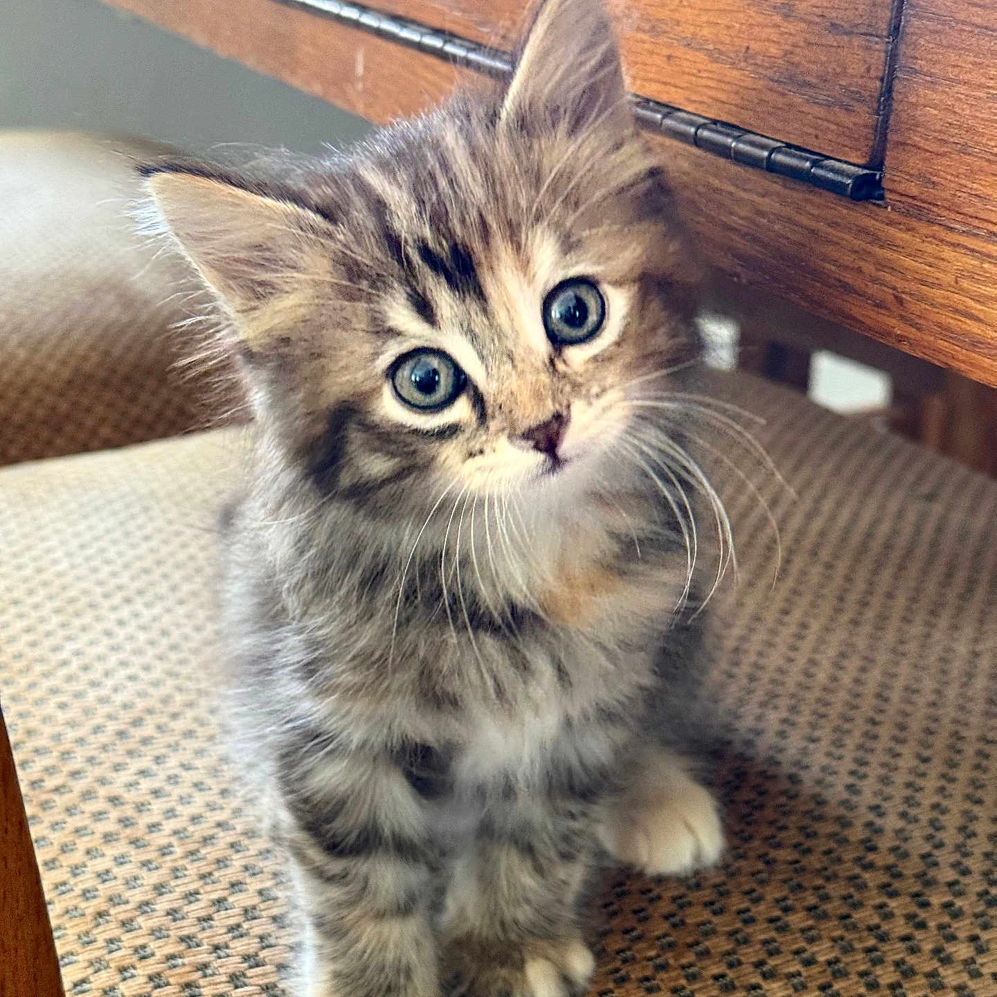 Guayaba joined the competition — help win amazing prizes! kitten, cat, fluffy, cute, pet, indoor, chair, wood, patterned, fur, whiskers, eyes, small, domestic_animal, young, curious, sitting, feline, tabby, head_tilt