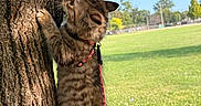 Guayaba is registered to the contest to win money with this photo: animal, blue_sky, cat, climbing, curious, daylight, feline, grass, harness, kitten, leash, nature, outdoor, park, pet, playful, sunlight, tabby, tree, young_cat