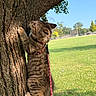 cat, kitten, tree, climbing, harness, leash, outdoor, park, grass, daylight, blue_sky, nature, animal, pet, young_cat, curious, feline, tabby, sunlight, playful