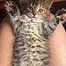 Guayaba joined the competition — help win amazing prizes! kitten, cat, fluffy, paw, collar, heart_pattern, fur, pet, cute, lying_down, human_legs, wooden_table, indoor, relaxed, animal, closeup, tabby, young, adorable, domestic_cat