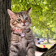 Guayaba joined the competition — help win amazing prizes! kitten, cat, tabby, animal, pet, tree, branch, outdoor, nature, greenery, collar, tag, curious, young, feline, whiskers, ears, fur, daylight, suburban