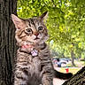 kitten, cat, tabby, animal, pet, tree, branch, outdoor, nature, greenery, collar, tag, curious, young, feline, whiskers, ears, fur, daylight, suburban