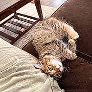 Guayaba joined the competition — help win amazing prizes! beige, brown, carpet, cat, couch, cozy, curious, cute, domestic_animal, feline, fur, indoor, kitten, pet, pillow, relaxing, small_animal, tabby_cat, whiskers, wooden_table