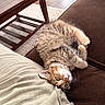 beige, brown, carpet, cat, couch, cozy, curious, cute, domestic_animal, feline, fur, indoor, kitten, pet, pillow, relaxing, small_animal, tabby_cat, whiskers, wooden_table