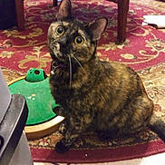 Moca is registered to the contest to win money with this photo: animal, carpet, cat, close_up, collar, curious, domestic_animal, floor_tile, furniture, head_tilt, household, indoor, pet, playful, portrait, red_rug, table, tortoiseshell, toy, whiskers