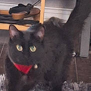 Nala is registered to the contest to win money with this photo: black_cat, cat, pet, indoor, furniture, rug, collar, animal, floor, domestic_cat, whiskers, ears, tail, eyes, cute, home, carpet, furry, walking, alert