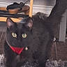 black_cat, cat, pet, indoor, furniture, rug, collar, animal, floor, domestic_cat, whiskers, ears, tail, eyes, cute, home, carpet, furry, walking, alert