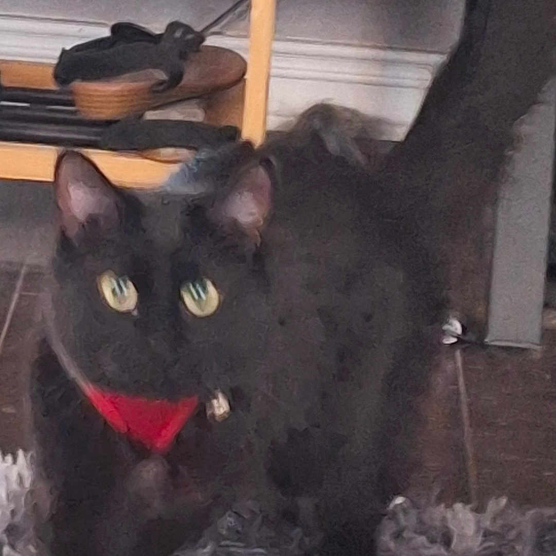Nala