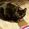 black_cat, cat, yellow_eyes, floor, texture, striped_fabric, curious, animal, pet, indoor, fur, whiskers, closeup, crouching, looking, shadow, domestic_cat, mammal, cute, feline