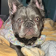 Ivy is registered to the contest to win money with this photo: dog, bulldog, pet, portrait, close_up, blanket, bed, ears, eyes, nose, fur, collar, ruffle, indoor, cozy, looking_at_camera, stare, flash, fabric, photo_frame