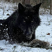Midnight is registered to the contest to win money with this photo: wolf, black_wolf, snow, forest, wildlife, animal, predator, nature, outdoor, fur, eyes, crouching, winter, grass, trees, snowflakes, mammal, cold, landscape, intense