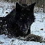 wolf, black_wolf, snow, forest, wildlife, animal, predator, nature, outdoor, fur, eyes, crouching, winter, grass, trees, snowflakes, mammal, cold, landscape, intense