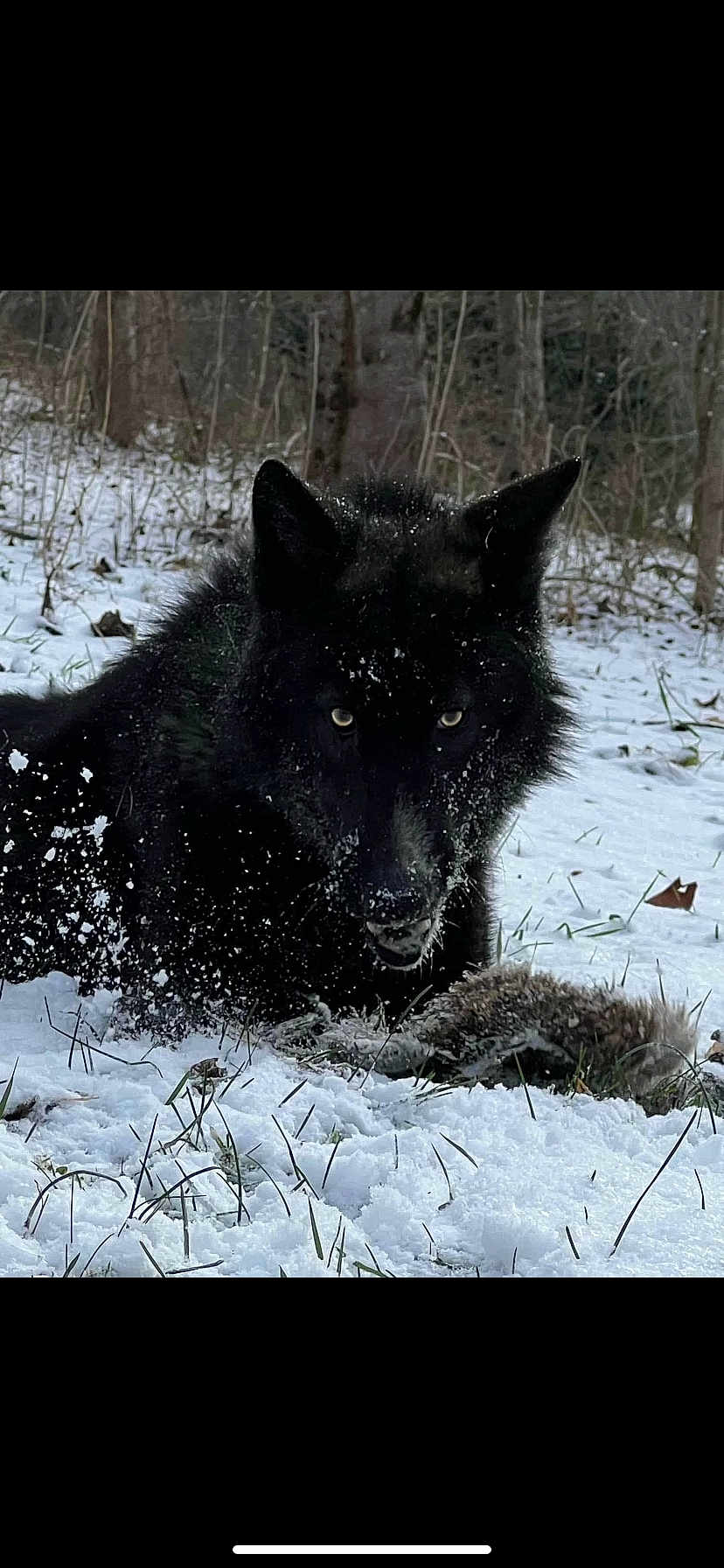 Midnight is registered to the contest to win money with this photo: wolf, black_wolf, snow, forest, wildlife, animal, predator, nature, outdoor, fur, eyes, crouching, winter, grass, trees, snowflakes, mammal, cold, landscape, intense