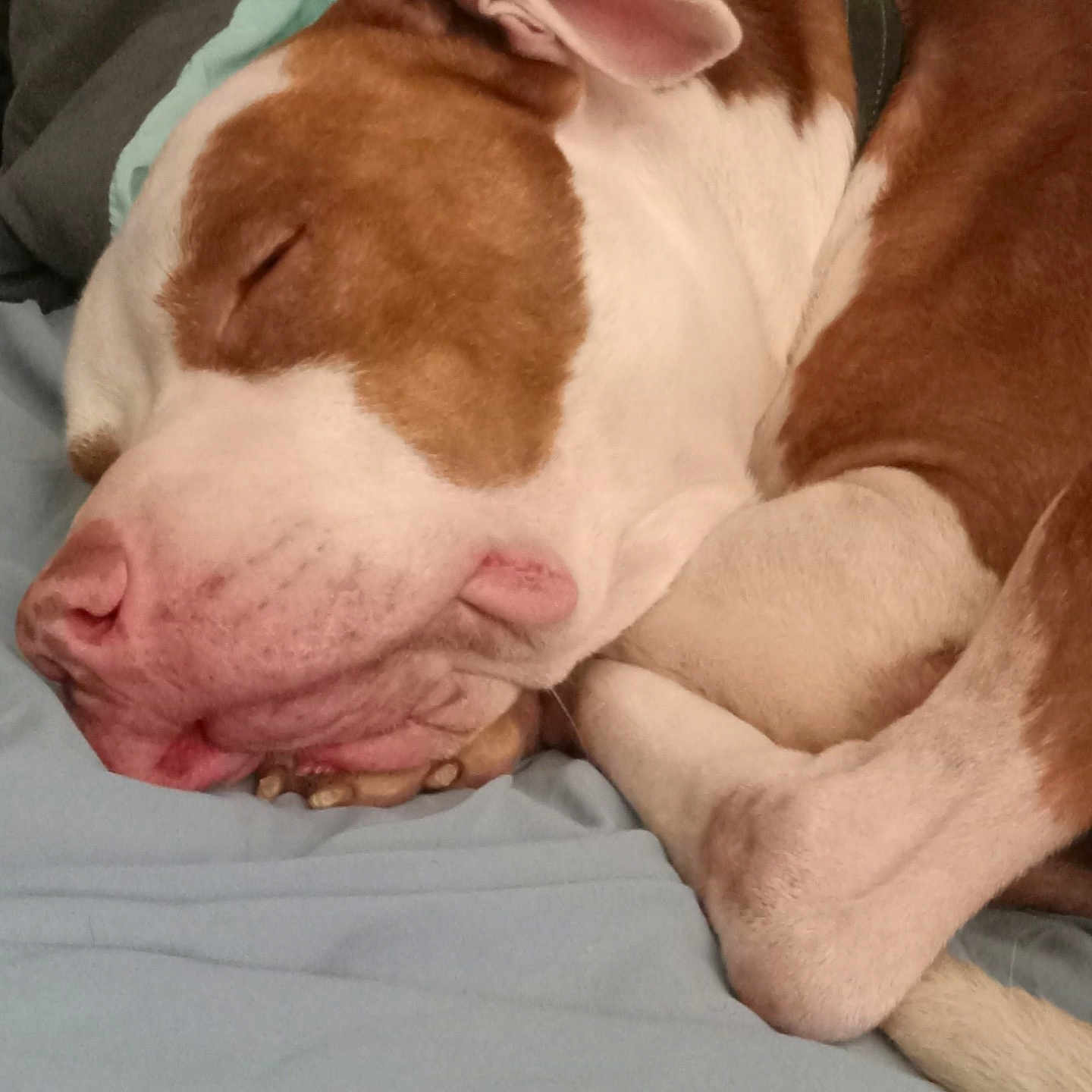 Ace is registered to the contest to win money with this photo: animal, ball, bed, bulldog, canine, dog, face, furniture, greatdane, head, hound, person, pet, photography, pitbull, portrait, puppy, sleeping, snout, sport