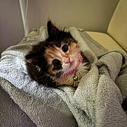 Juna is registered to the contest to win money with this photo: kitten, cat, calico, pet, cute, collar, bell, blanket, cozy, fur, whiskers, indoor, soft, resting, animal, domestic, young, curious, closeup, adorable
