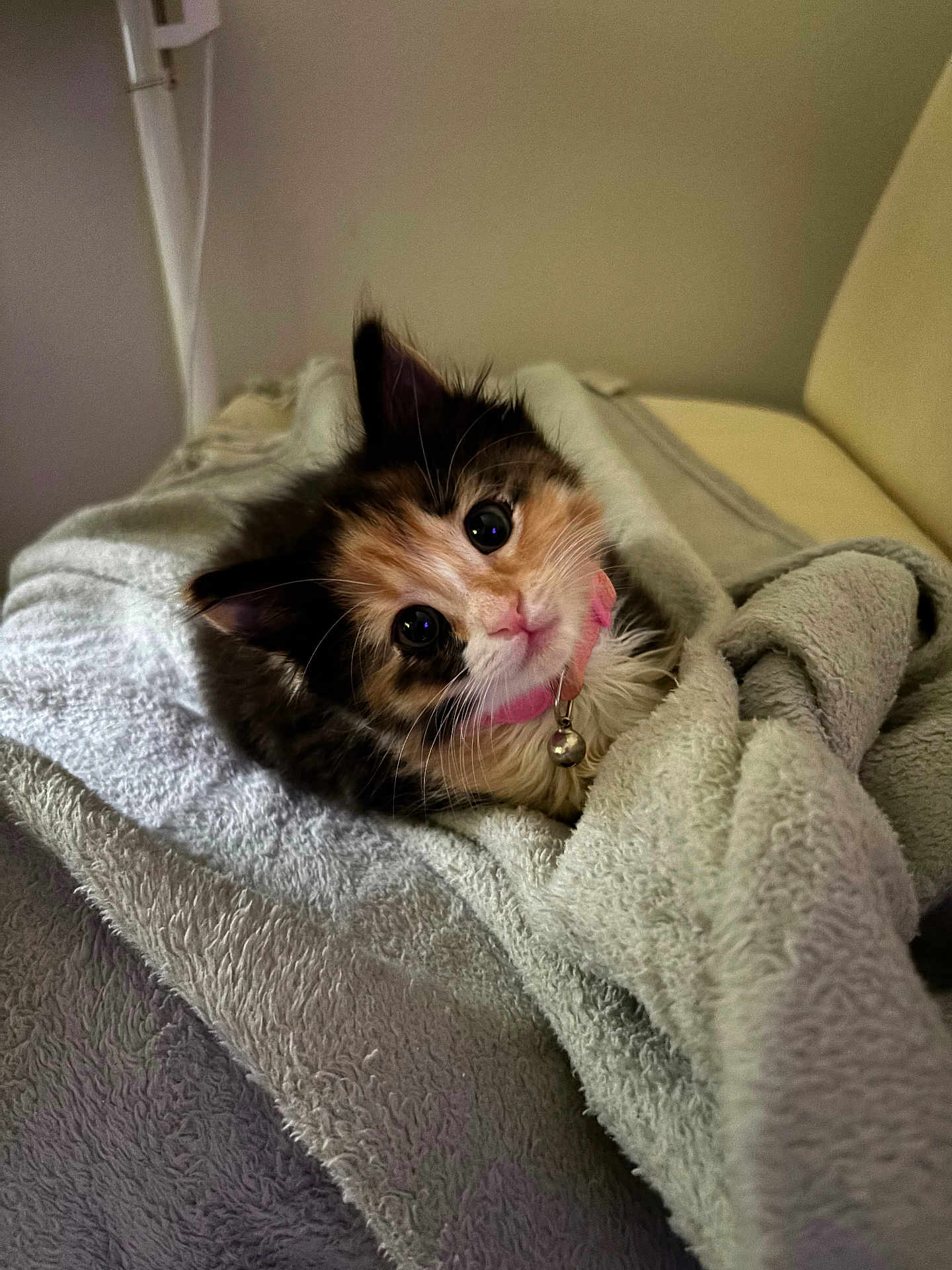 Juna is registered to the contest to win money with this photo: kitten, cat, calico, pet, cute, collar, bell, blanket, cozy, fur, whiskers, indoor, soft, resting, animal, domestic, young, curious, closeup, adorable