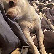 Athena is registered to the contest to win money with this photo: animal, bed, blanket, brown_dog, comfort, companion, cozy, cute, dog, fur, indoor, lying_down, patterned_blanket, paws, pet, relaxed, resting, small_dog, stretching, white_dog