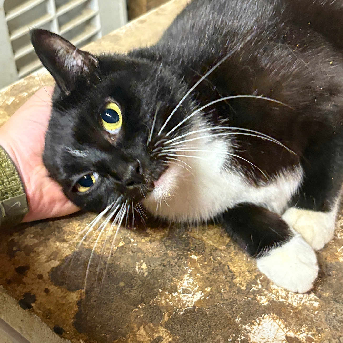 Mittens is registered to the contest to win money with this photo: animal, black_and_white, cat, close_up, comfort, companionship, curious, cute, domestic, face, feline, fur, hand, indoor, paw, pet, relaxed, resting, table, whiskers