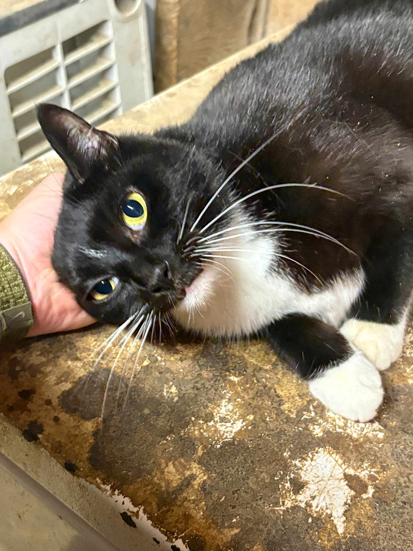 Mittens
