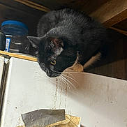 Mittens is registered to the contest to win money with this photo: cat, black_cat, white_paws, curious, perched, refrigerator, dirty_surface, duct_tape, old_paper, indoors, dim_lighting, cluttered, whiskers, feline, animal, pet, looking_down, wooden_ceiling, container, shelf