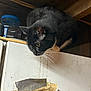 cat, black_cat, white_paws, curious, perched, refrigerator, dirty_surface, duct_tape, old_paper, indoors, dim_lighting, cluttered, whiskers, feline, animal, pet, looking_down, wooden_ceiling, container, shelf