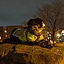Athena is registered to the contest to win money with this photo: dog, animal, pet, night, outdoor, rock, jacket, boots, urban, streetlight, tree, dark, canine, alert, quiet, park, city, wearing, resting, evening