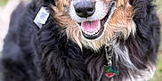 Athena is registered to the contest to win money with this photo: dog, canine, pet, smiling, happy, fur, black_fur, brown_fur, outdoor, grass, collar, tag, animal, mammal, friendly, portrait, closeup, ears, nose, tongue