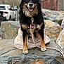 Athena joined the competition — help win amazing prizes! dog, pet, animal, black_dog, happy, smiling, leash, collar, rock, outdoor, urban, background, dress, floral_pattern, tongue_out, sitting, fur, paw, daylight, nature