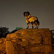 Athena is registered to the contest to win money with this photo: dog, rock, night, city_lights, jacket, boots, animal, outdoor, pet, urban, confident, standing, dark_sky, large_rock, canine, outdoor_clothing, nighttime, silhouette, park, adventure