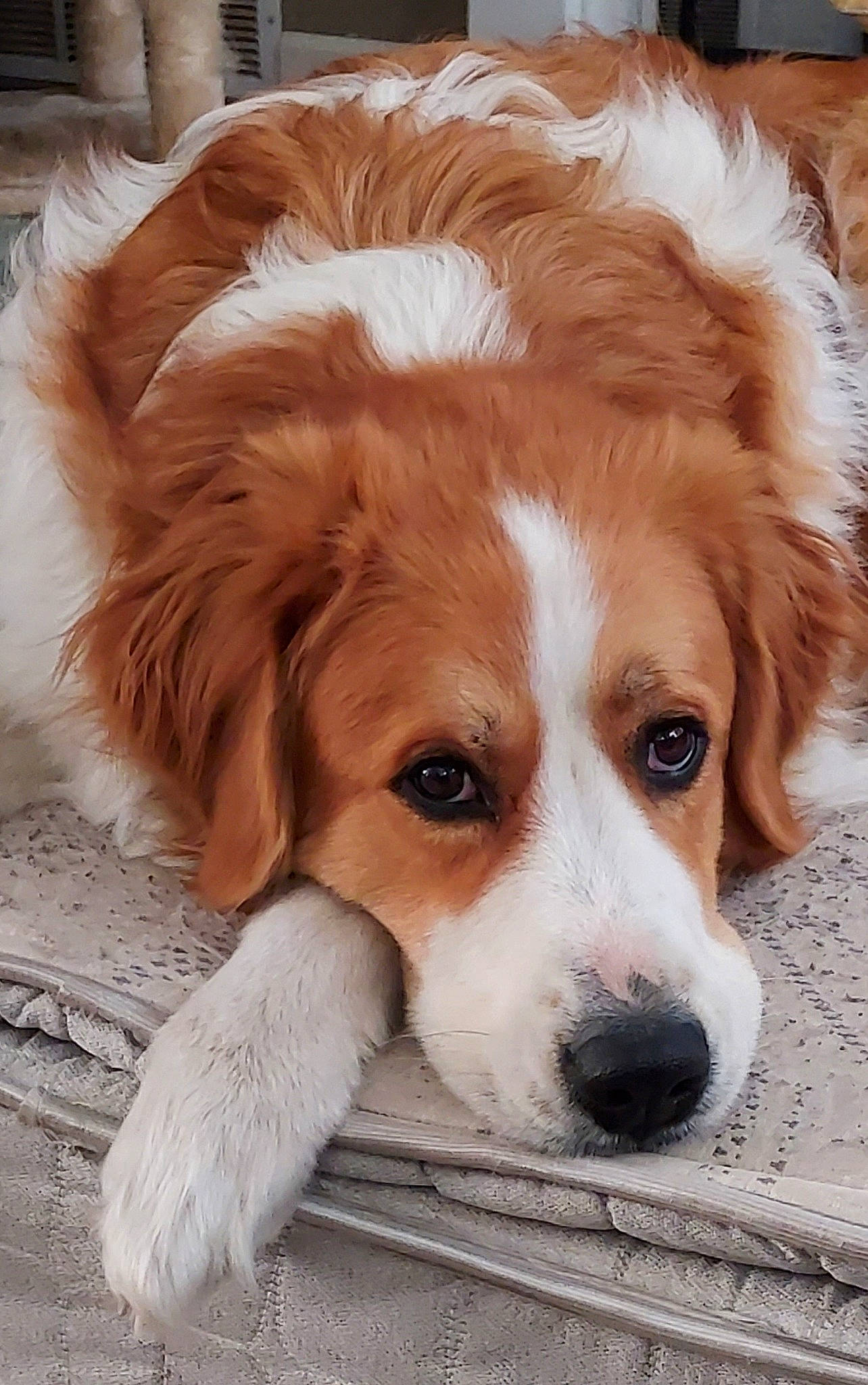 Autumn is registered to the contest to win money with this photo: bored, canidae, carnivore, companion_dog, dog, dog_breed, fawn, fur, liver, plant, puppy, snout, sporting_group, toy_dog, whiskers, working_animal