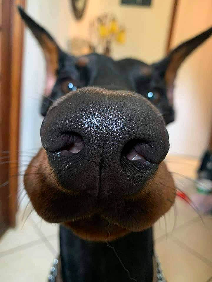 Thalis Tess Vonrauberstolz a rejoint le concours — aidez-le/la à gagner de superbes lots ! art, canidae, carnivore, close_up, dog, dog_breed, ear, electric_blue, eye, fawn, fur, head, jaw, metal, nose, pet_supply, snout, terrestrial_animal, whiskers, working_animal