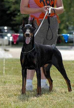 Thalis Tess Vonrauberstolz