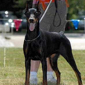 Thalis Tess Vonrauberstolz