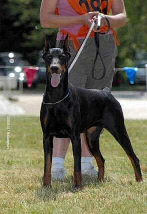 Thalis Tess Vonrauberstolz