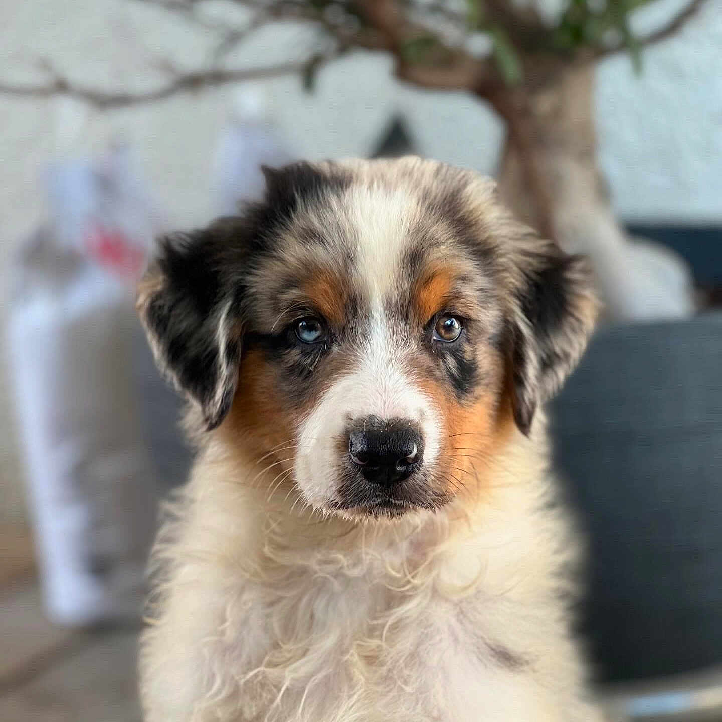 Atyla participe au concours pour gagner de l'argent avec cette photo : adorable, animal, black, blue_eyes, brown, closeup, cute, dog, domestic_animal, expression, face, fluffy, fur, indoor, mammal, pet, portrait, puppy, white, young