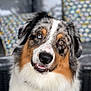australian_shepherd, dog, pet, animal, portrait, closeup, smiling, fluffy, fur, ears, nose, eyes, indoor, cushion, pattern, colorful, blurred_background, cute, friendly, happy