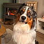 dog, australian_shepherd, indoor, fireplace, cozy, fur, pet, animal, brown, white, black, orange, carpet, table, wood, furniture, home, floor, cute, portrait