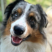 Atyla participe au concours pour gagner de l'argent avec cette photo : dog, australian_shepherd, close_up, portrait, happy, smiling, fur, heterochromia, brown_eyes, blue_eye, pet, canine, animal, outdoor, natural_light, fluffy, friendly, cute, tongue, nose