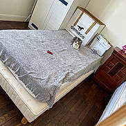 Ninou participe au concours pour gagner de l'argent avec cette photo : bed, blanket, cardboard_box, cat, drawer, floor, furniture, gray_cat, home, household, indoor, pet, red_object, room, sleeping_area, table, wardrobe, white_wardrobe, wood, wooden_floor
