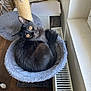 amber_eyes, black_cat, cat, cat_bed, cozy, curled_up, desk, dog_paw, feline, fur, home, indoor, looking_up, notebook, pet, radiator, relaxed, scratching_post, window, wooden_floor