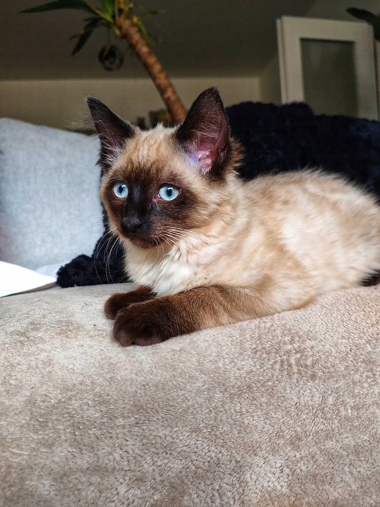 Murphy-james participe au concours pour gagner de l'argent avec cette photo : carnivore, cat, comfort, fawn, felidae, fur, iris, picture_frame, plant, siamese, small_to_medium_sized_cats, snout, tail, whiskers