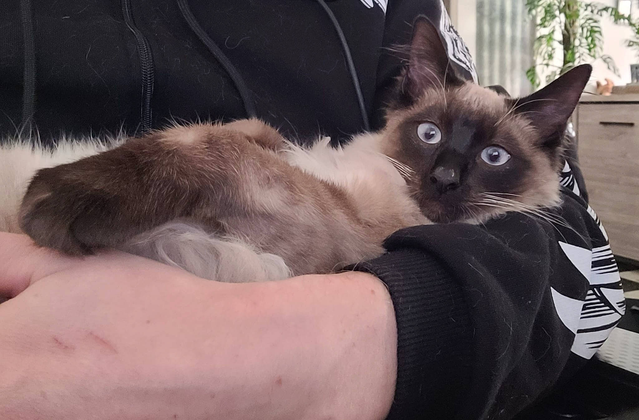 Murphy-james participe au concours pour gagner de l'argent avec cette photo : balinese, carnivore, cat, comfort, domestic_short_haired_cat, fawn, felidae, foot, fur, head, plant, siamese, sitting, small_to_medium_sized_cats, snout, tail, thai, tonkinese, whiskers, window