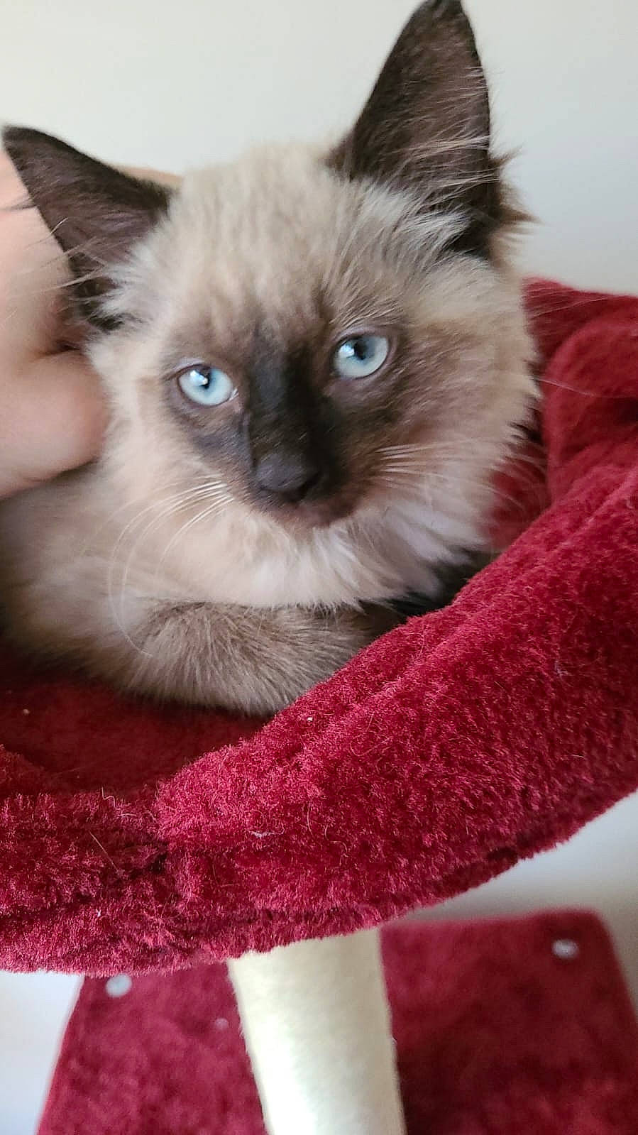 Murphy-james a rejoint le concours — aidez-le/la à gagner de superbes lots ! balinese, birman, carnivore, cat, curious, electric_blue, fawn, felidae, fur, iris, magenta, photography, russian_blue, siamese, small_to_medium_sized_cats, snout, terrestrial_animal, thai, tonkinese, whiskers