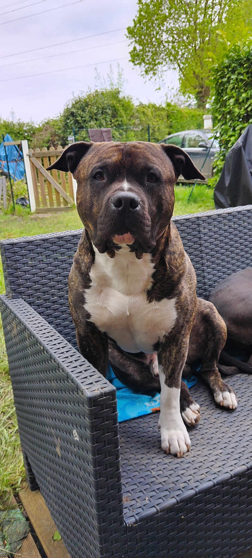 Railley a rejoint le concours — aidez-le/la à gagner de superbes lots ! dog, brindle, white_chest, sitting, outdoor, garden, fence, chair, wicker_chair, pet, canine, grass, tree, daylight, calm, animal, paw, ears, snout, nature