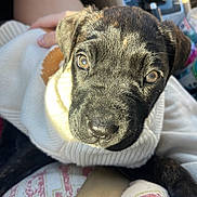 Aurora is registered to the contest to win money with this photo: animal, car_interior, close_up, clothing, cozy, cute, dog, eyes, face, fur, hand, indoor, lap, person, pet, portrait, puppy, seatbelt, sunlight, sweater